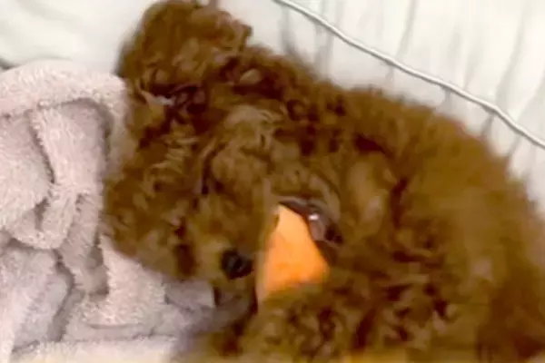 子犬に『ニンジンのぬいぐるみ』をあげた結果…数ヶ月後→あまりにも愛おしい『大切にしている光景』が17万再生「宝物だね」「成長を感じる」