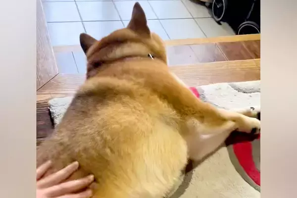 『どうせ嘘やろ』半年ぶりに帰省する兄に半信半疑の犬→本当だと気付いた瞬間…『感動の再会』が304万再生「こんなんたまらん」「涙出た…」