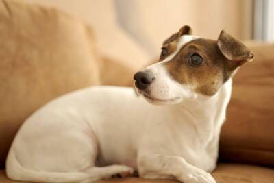 犬が『新しいモノ』を嫌がる心理５選　ベッドやおもちゃを与えても使ってくれない理由とは？