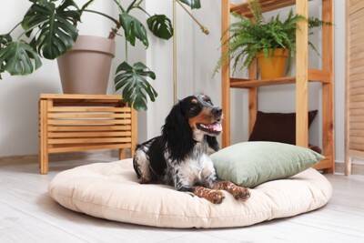 犬が『新しいモノ』を嫌がる心理５選　ベッドやおもちゃを与えても使ってくれない理由とは？