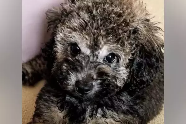 『黒い毛の子犬』を飼った結果→そのまま育つのかと思ったら…別犬のような『衝撃の変化』が17万再生「こんなに変わるんだ」「可愛い変身」