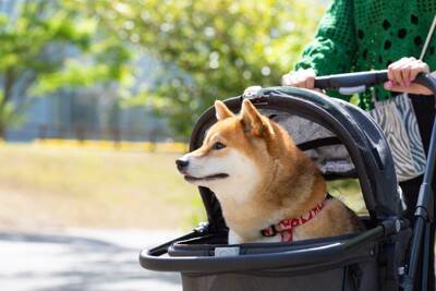 犬を『人間扱い』絶対NGな理由６選　人と同じように接することで起こり得るトラブルやリスクまで