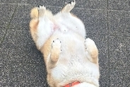 雨の日に『水が嫌いな柴犬』が散歩をした結果→『すぐ帰るかな』と思いきや…まさかの光景に10万いいね「悟り開いてて草」「強い意志感じるｗ」