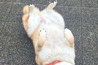 雨の日に『水が嫌いな柴犬』が散歩をした結果→『すぐ帰るかな』と思いきや…まさかの光景に10万いいね「悟り開いてて草」「強い意志感じるｗ」