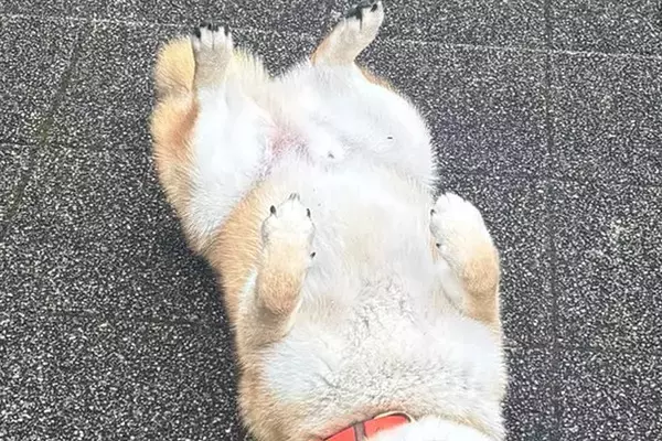 雨の日に『水が嫌いな柴犬』が散歩をした結果→『すぐ帰るかな』と思いきや…まさかの光景に10万いいね「悟り開いてて草」「強い意志感じるｗ」