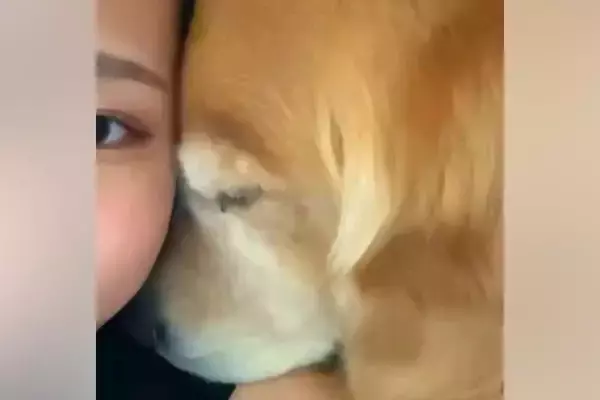 大型犬と添い寝中『なにやら視線を感じる』と思い、前を見てみた結果→別の犬が…なんとも言えない『表情』に反響「可愛すぎｗ」「じわじわくる」