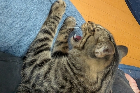 猫が近づいてきた柴犬に『シャー』と威嚇した結果→『えっ…』思った以上に『感情が出ている表情』に3万いいね「哀愁ｗｗ」「可愛すぎてワロタ」