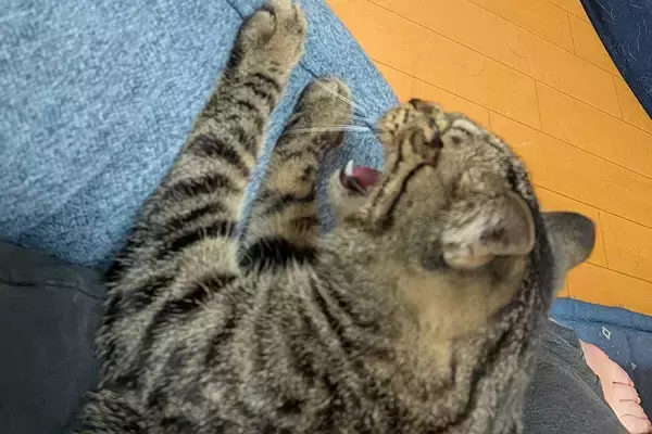 猫が近づいてきた柴犬に『シャー』と威嚇した結果→『えっ…』思った以上に『感情が出ている表情』に3万いいね「哀愁ｗｗ」「可愛すぎてワロタ」