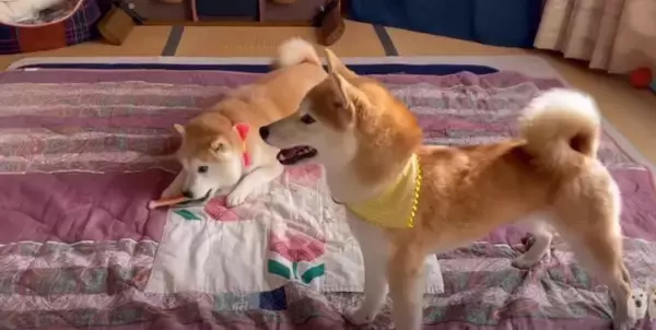 大はしゃぎの柴犬姉妹「謎の放置が笑える」「ムッチムチ感が半端ないクネクネダンス」