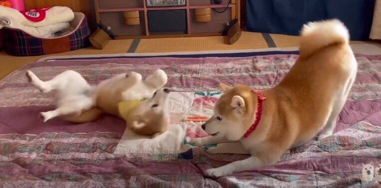 大はしゃぎの柴犬姉妹「謎の放置が笑える」「ムッチムチ感が半端ないクネクネダンス」