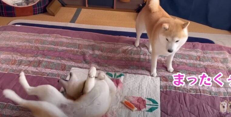 大はしゃぎの柴犬姉妹「謎の放置が笑える」「ムッチムチ感が半端ないクネクネダンス」