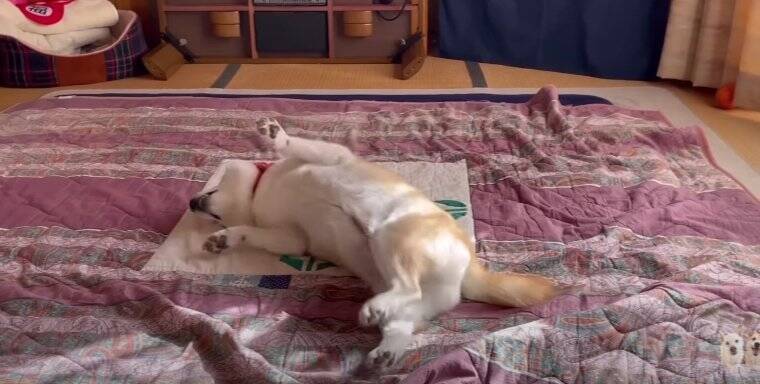 大はしゃぎの柴犬姉妹「謎の放置が笑える」「ムッチムチ感が半端ないクネクネダンス」