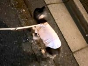 よちよち歩く『17歳のおじいちゃん犬』→散歩中にくしゃみが出た結果…思わず二度見する『まさかの動き』が607万再生「時間差ｗ」「尊い」