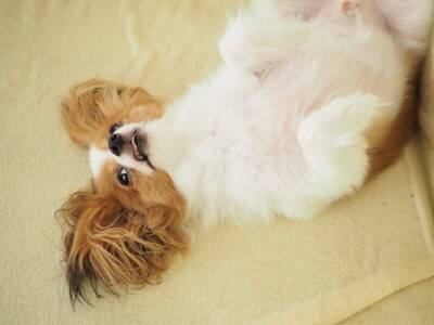 犬が『うれしょん』してしまう心理４選　適切な接し方や対処法まで解説