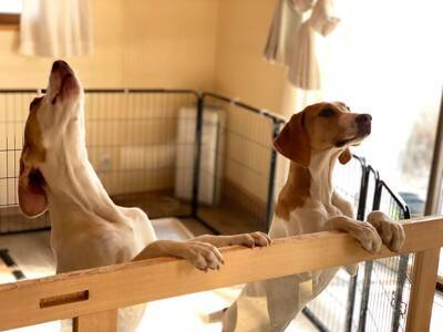 犬が『うれしょん』してしまう心理４選　適切な接し方や対処法まで解説