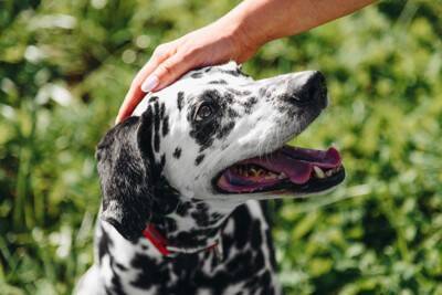 「早すぎる避妊」は要注意？愛犬の『将来の尿モレ』を防ぐ方法【最新研究を獣医が解説】