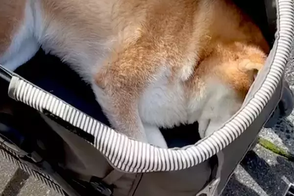 15歳の老犬が『これから病院に行く』と気付いてしまった結果→カートの中で見せた『絶望アピール』が65万再生「萎えてて草」「わかりやすｗ」