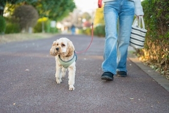 犬が『寝たきり』になる前、飼い主にできること5つ　やっておくべき事前準備とは？