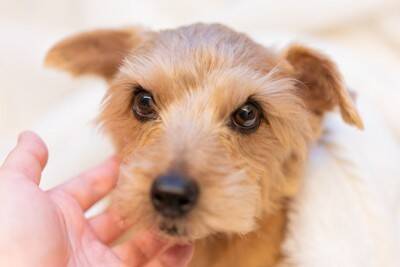 犬が『寝たきり』になる前、飼い主にできること5つ　やっておくべき事前準備とは？