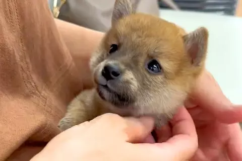 犬が苦手な母親に『子犬を飼った』と伝えたら、否定的で…会わせてみた結果→まさかの『態度の豹変』が18万再生「抱っこしたら最後」「思う壺」