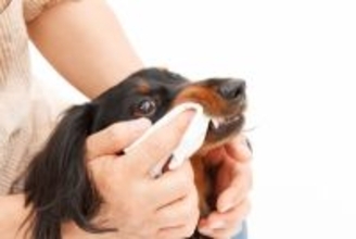 『歯磨きが嫌いな犬』に慣れてもらう方法はあるの？具体的な対処法をご紹介