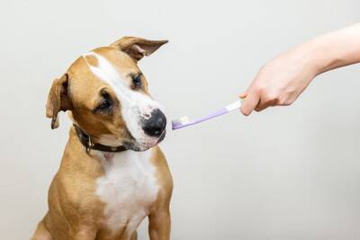 『歯磨きが嫌いな犬』に慣れてもらう方法はあるの？具体的な対処法をご紹介
