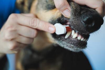 『歯磨きが嫌いな犬』に慣れてもらう方法はあるの？具体的な対処法をご紹介