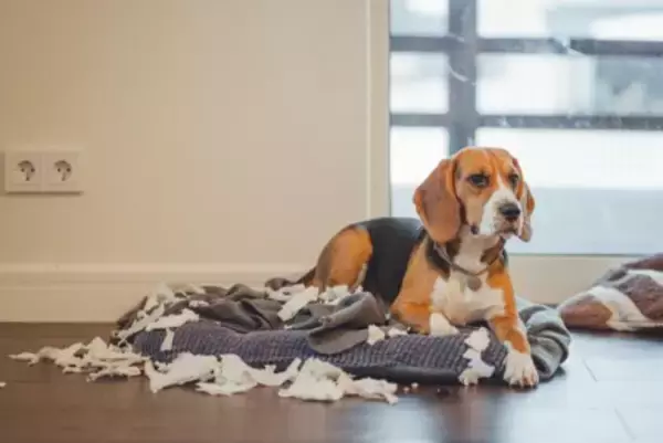 犬がワガママになる『絶対NG行為』4選　指示を聞かなくなってしまう間違ったトレーニングまで