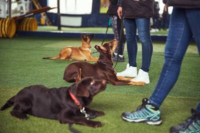 犬がワガママになる『絶対NG行為』4選　指示を聞かなくなってしまう間違ったトレーニングまで