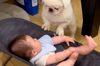 赤ちゃんが転がるバウンサーに犬が乗ってしまった結果→『泣いてしまうかな』と思ったら…『予想外の光景』が58万再生「涙出た」「保育士さん」