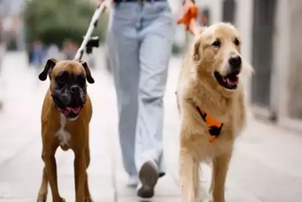 暑くなってきたときの『犬との散歩』リスクが高まるのはいつぐらいからなの？