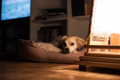 『責任感がない』犬の飼い主がしがちな行動5つ　愛犬を危険にさらすタブー行為とは？