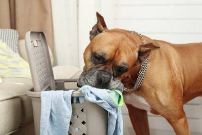 『責任感がない』犬の飼い主がしがちな行動5つ　愛犬を危険にさらすタブー行為とは？