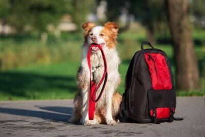 愛犬を災害から守るために備えておきたい『3つのこと』同行避難の基本や注意点まで