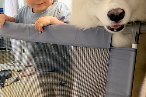 こっそりアイスを食べていたら、視線を感じたので振り返ると→男の子と大型犬が…『本当の姉弟のような光景』に反響「最高」「お顔が可愛すぎる」