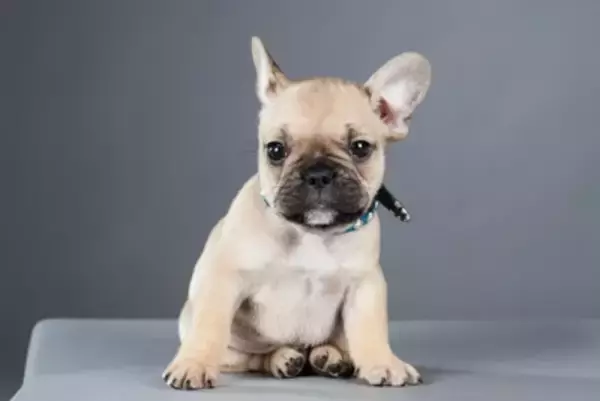 犬の危険な『座り方』3選　病気になっているときの症状やチェック方法とは？