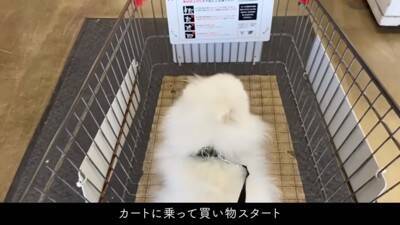 ショッピングカートにポメラニアンを乗せてお買い物した結果…とんでもなく可愛い『笑顔』が13万再生「極上スマイル」「モフモフは正義」と悶絶