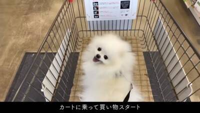 ショッピングカートにポメラニアンを乗せてお買い物した結果…とんでもなく可愛い『笑顔』が13万再生「極上スマイル」「モフモフは正義」と悶絶