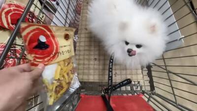 ショッピングカートにポメラニアンを乗せてお買い物した結果…とんでもなく可愛い『笑顔』が13万再生「極上スマイル」「モフモフは正義」と悶絶