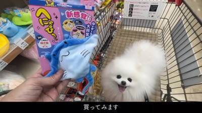 ショッピングカートにポメラニアンを乗せてお買い物した結果…とんでもなく可愛い『笑顔』が13万再生「極上スマイル」「モフモフは正義」と悶絶