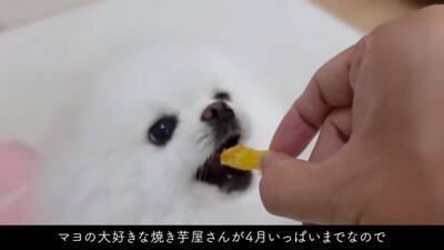 ショッピングカートにポメラニアンを乗せてお買い物した結果…とんでもなく可愛い『笑顔』が13万再生「極上スマイル」「モフモフは正義」と悶絶