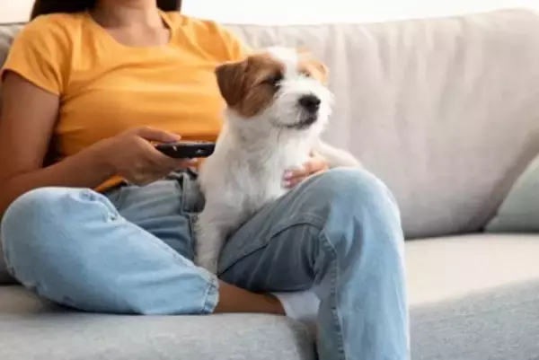 犬の『留守番』テレビや電気はどうすべき？つけっぱなしにしておいた方がいいの？