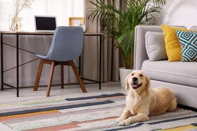 犬の『留守番』テレビや電気はどうすべき？つけっぱなしにしておいた方がいいの？