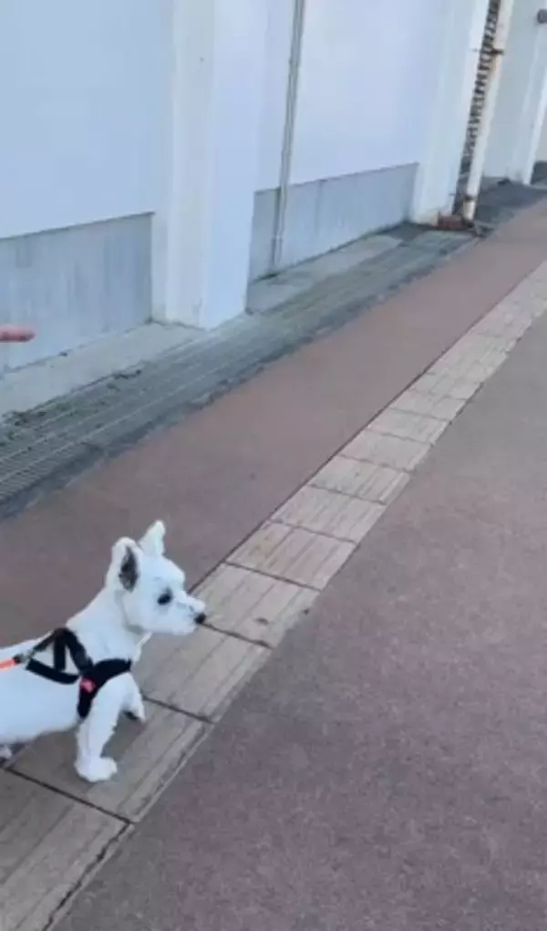 何も知らない犬の前に『親友が１年ぶりにサプライズ登場』した結果…想像以上に『喜びが爆発する光景』が泣けると46万再生「素敵」「感動した」