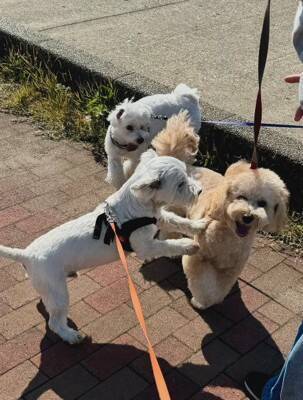 何も知らない犬の前に『親友が１年ぶりにサプライズ登場』した結果…想像以上に『喜びが爆発する光景』が泣けると46万再生「素敵」「感動した」