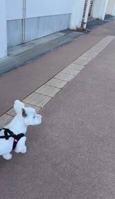 何も知らない犬の前に『親友が１年ぶりにサプライズ登場』した結果…想像以上に『喜びが爆発する光景』が泣けると46万再生「素敵」「感動した」