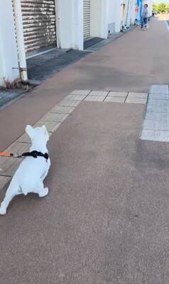 何も知らない犬の前に『親友が１年ぶりにサプライズ登場』した結果…想像以上に『喜びが爆発する光景』が泣けると46万再生「素敵」「感動した」