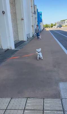 何も知らない犬の前に『親友が１年ぶりにサプライズ登場』した結果…想像以上に『喜びが爆発する光景』が泣けると46万再生「素敵」「感動した」