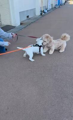 何も知らない犬の前に『親友が１年ぶりにサプライズ登場』した結果…想像以上に『喜びが爆発する光景』が泣けると46万再生「素敵」「感動した」