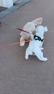 何も知らない犬の前に『親友が１年ぶりにサプライズ登場』した結果…想像以上に『喜びが爆発する光景』が泣けると46万再生「素敵」「感動した」